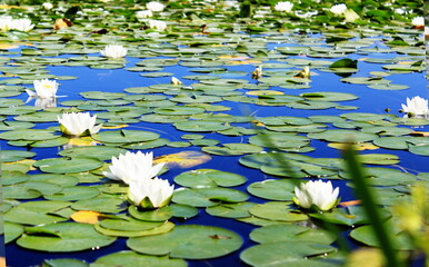 September 2022 Various Flowers in Bloom