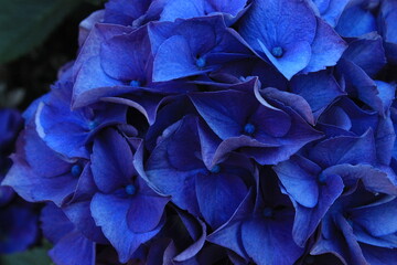 September 2022 Various Flowers in Bloom