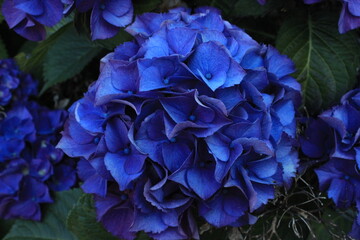 September 2022 Various Flowers in Bloom