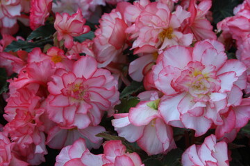 September 2022 Various Flowers in Bloom