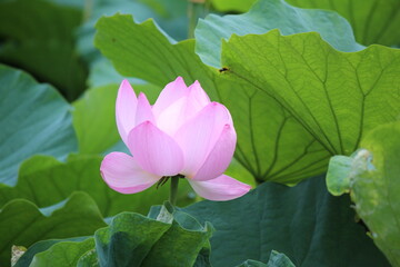 September 2022 Various Flowers in Bloom