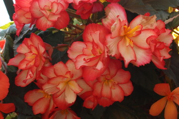 September 2022 Various Flowers in Bloom