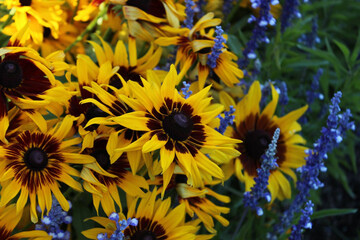 September 2022 Various Flowers in Bloom