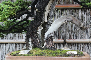 September 2022 Bonsai on Street