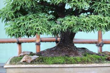 September 2022 Bonsai on Street