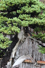 September 2022 Bonsai on Street