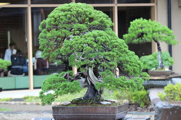 September 2022 Bonsai on Street