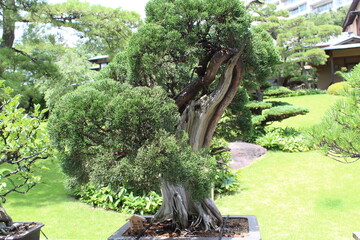 September 2022 Bonsai on Street