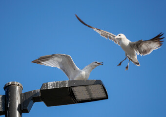 Seagull in flight fighting.