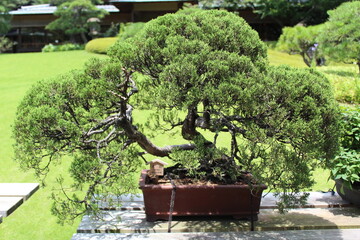 September 2022 Bonsai on Street