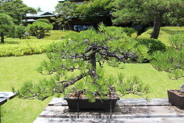September 2022 Bonsai on Street