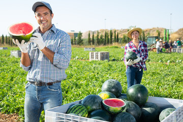 Focused male farmer posing in field with new crop of organic watermelons, holding half of juicy...