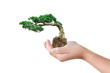 Rolgordijnen Hand holding bonsai tree isolated on transparent background - PNG format. © banphote