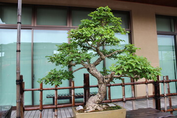 September 2022 Bonsai on Street
