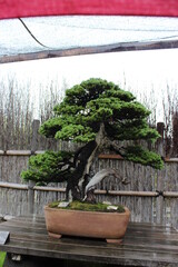 September 2022 Bonsai on Street