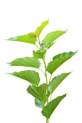 Branches of mulberry leaf isolated on transparent background - PNG format.