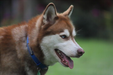 siberian husky © Mariana