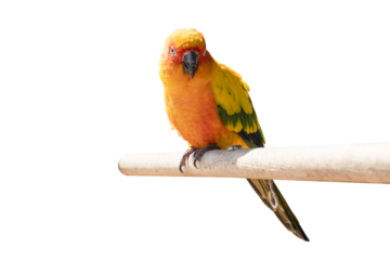 Colorful macaw parrot on wooden perch isolated on transparent background - PNG format.