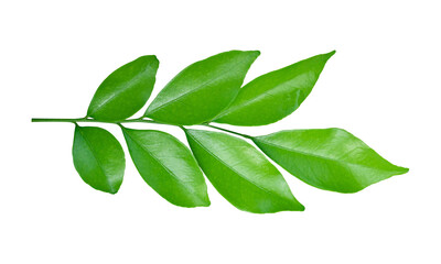 Green leaves branch isolated on transparent background - PNG format.