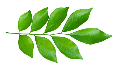 Green leaves branch isolated on transparent background - PNG format.