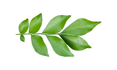 Green leaves branch isolated on transparent background - PNG format.