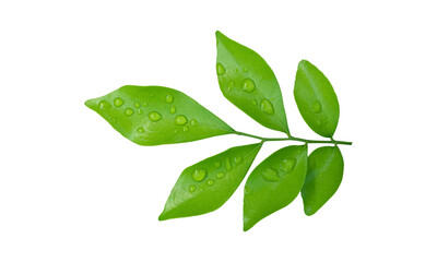 Green leaves branch with drops isolated on transparent background - PNG format.