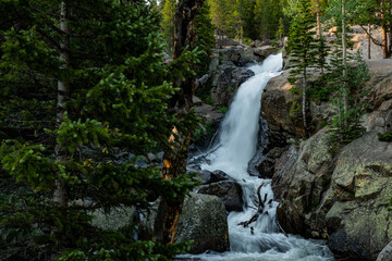 Alberta Falls Flows Around Pine Tree