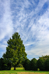 Obraz premium 公園、空