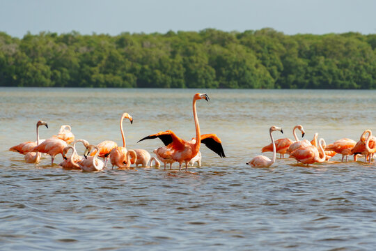 Cluster of pink flamingos in Rio Lagartos, one has it's wings outstretched