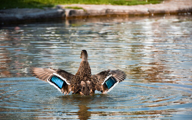 Duck in a water from behind spreading wings getting ready to fly