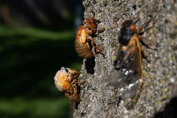 Brood x cicada