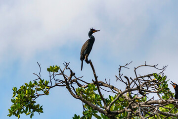Coromorant perched high in a tree above Rio Lagartos in Celestun
