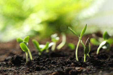 Young vegetable seedlings growing in soil outdoors, space for text