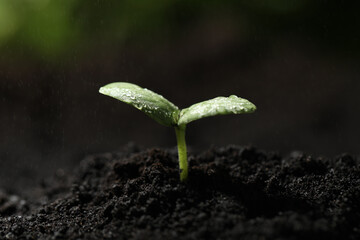 Young seedling in fertile soil under rain
