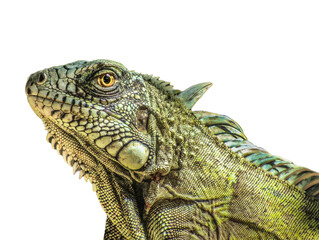 iguana transparent background, PNG