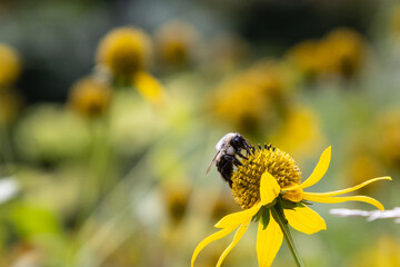 Bee on Flower