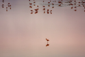 Chilean flamingo standing out from anothers in Laguna Colorada, Bolivian andes