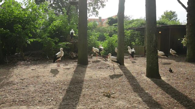 Storks group among tall trees.Black and white large storks in the reserve. Storks and ducks in a green park. Habitat for birds. Bird sanctuary.4k footage