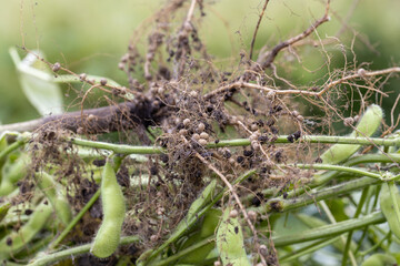 枝豆の根粒