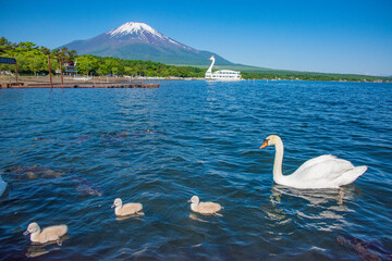 白鳥の親子と富士山の写真