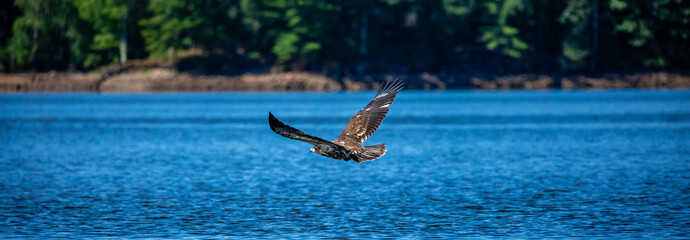 Juvenile bald eagle (Haliaeetus leucocephalus) flying just above the Rainbow flowage in northern Wisconsin