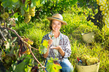 Naklejka na ściany i meble Successful female winemaker inviting to tasting wine of own production in vineyard in sunny day
