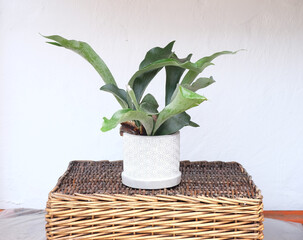 Platycerium fern plant in a pot.
