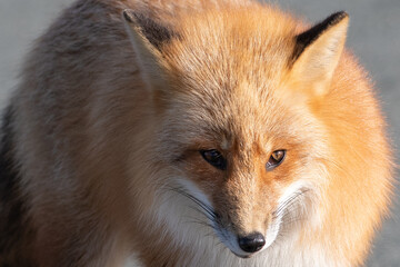 A cute young wild true red fox, Vulpes Vulpes, standing on all four paws attentively staring ahead as it hunts. It has a sharp piercing stare, orange soft fluffy fur, pointy ears, and a long red tail.
