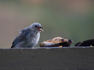 juvenile blue gray tanager