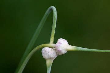 Garlic scapes intertwined in as love. The two edible, long deep green, tender stems of intemodesare...