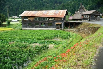 美山かやぶきの里の彼岸花