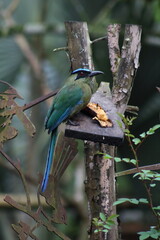 Naklejka premium amazonian motmot bird