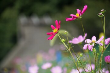 Fototapeta premium 美山かやぶきの里のコスモス