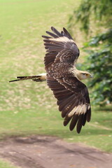 flying hawk